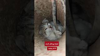 نجات گربه گیر افتاده #cat #shorts #animal #animals