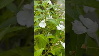 Blooming Of Balsamina flowers || Home Gardening #flowers #gardening #youtubeshorts