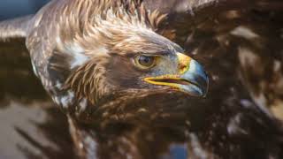 6 Inspirational Lessons from Eagles - #eaglemovies #motivational#business#foryou