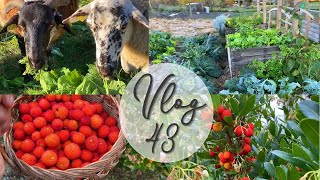 Vlog #43 - Novembre : potager d'hiver, un mur s'effondre et confiture d'arbouse