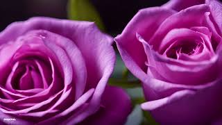 Roses are Violet 4K