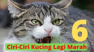 6 Ciri-Ciri Kucing Lagi Marah