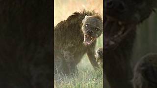 Why hyenas are dangerous than lion #shorts #shortsfeed