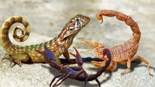 Can Scorpion Kill a Lizard In A Big Battle ?