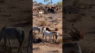 WILD HORSES DISCUSSION #horsevideo #horse #horselife #animals #amazinghorse #animalshorts