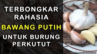 Terbongkar Rahasia Manfaat Bawang Putih Untuk Burung Perkutut