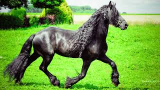 Top  Most Stunning Horses in the World | Beautiful Horse Breeds to See On planet Earth