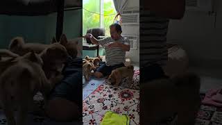 All the puppies love playing with grandfather they're love him. 8/11 thanks for watching.