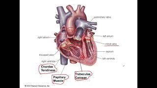 Heart Anatomy