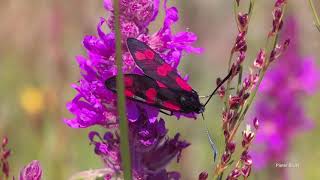 The Six-spot Burnet (Zygaena filipendulae).