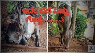 ಹಳ್ಳಿಕರ್ ಬೀಜದ ಹೋರಿ, ರಾಮನಗರ Hallikar Stud bull Ramanagara