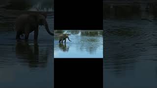 Grumpy elephant picks on heron bird standing in river #short