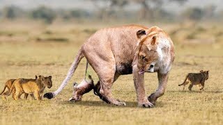 How Mother Lion Giving Birth To Cute Cubs At Zoo | Global tech a to z