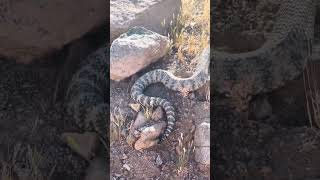 A PUNTO SE PISAR UNA SERPIENTE