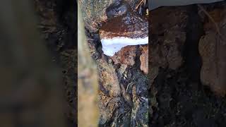 Braun and white polypores#deadwood#champignons#fungi#leafs#tree#soil#forest#autumn#rain