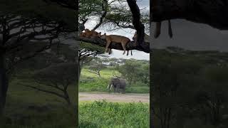 A  Wonderful day in the Serengeti National Park, Tanzania #adventure #serengetinationalpark