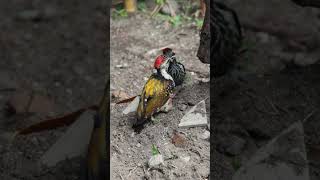 #woodpecker #food