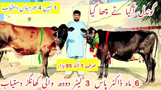 Gondal 786 Dairy Farm ||Doctor Pass Cows ||Australian Fresian Cows ||Cows For Sale In Punjab Today