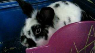 My cute bunny rabbit