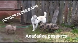 Алабайка Айла играет с поросятами