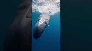 Sound on to listen to the amazing Sperm whale