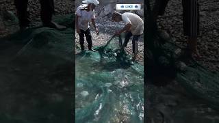 See what fish these fishermen caught by throwing their nets in the sea😱#fishvideo #foryou #nets