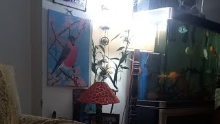 Chondo Madhuri is live