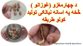 Walnut Tree Grow Method | د چهارمغزو (غوزانو ) څخه په اسانه نیالګی تولید کولو طریقه