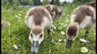 Egyptian Geese & Goslings - Hyde Park London