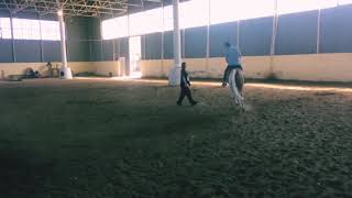 Ensayo con el caballo