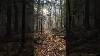 Peaked Hill Paradoxlake#adirondacks #hiking #adk #breathtakingviews #viralshorts #fyp #nature #lake