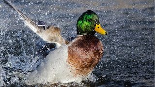 Daytime Duck Extravaganza: Quack-tacular Fun in the Sun! 🦆🌞