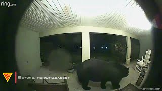 Large Black Bear Caught on Ring Camera | Doorbell Camera Video