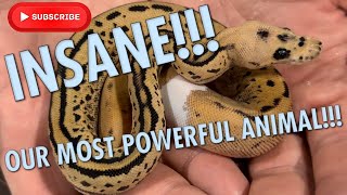 OUR MOST POWERFUL ANIMAL EVER?!!? YOU WONT BELIEVE THESE NEW SNAKES!!!