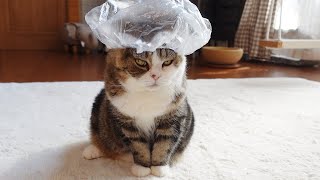 シャワーキャップひとりで被れるもん、なねこ。-Maru can wear shower cap by himself.-