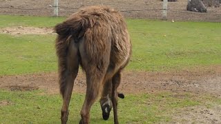 FINDING FRIENDS AT AN OSTRICH FARM. | VLOG