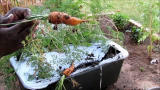 Carrot Harvest Summer 2014