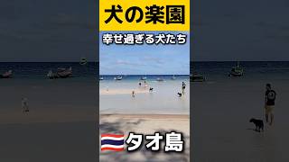 犬の楽園 タイ🇹🇭タオ島 野良犬たちの幸せな環境