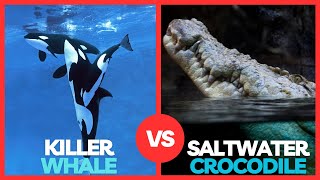 Killer Whale vs Saltwater Crocodile - Who Will Prevail?