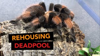 TARANTULA REHOUSING VIDEO - Brachypelma emilia