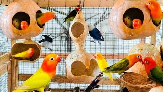 Birds Colony Set-up In Rooftop || Love Birds Colony || How to take care love birds || birds nest