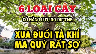 6 cây phong thủy TRỪ TÀ TẨY UẾ KHÍ cho ngôi nhà