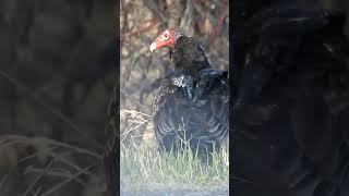 Vulture #vulture #vultures #naturelovers #birdlovers #birds #wildlife 4-19-24