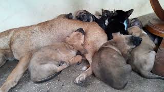 Poor little abandoned kittens living with family dogs