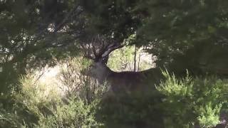 600 class Red Stag in the scrub