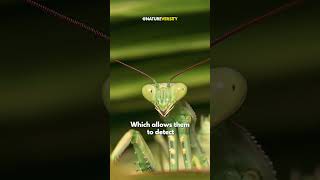 Insane Praying Mantis Hunting Skills