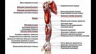 Анатомия верхних конечностей и методика массажа