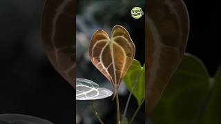 Anthurium Clarinervium & Its Care #anthurium #anthuriumclarinervium #anthuriumcare #clarivernium