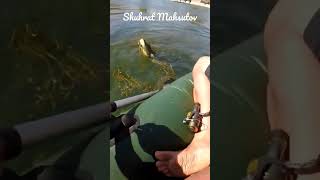 рыбалка на змейголова 🇰🇿 fishing snakeheads