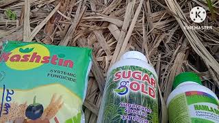 Sugar Gold | hamla 550 | burshinashak | SugarcaneFarm | RK Farming